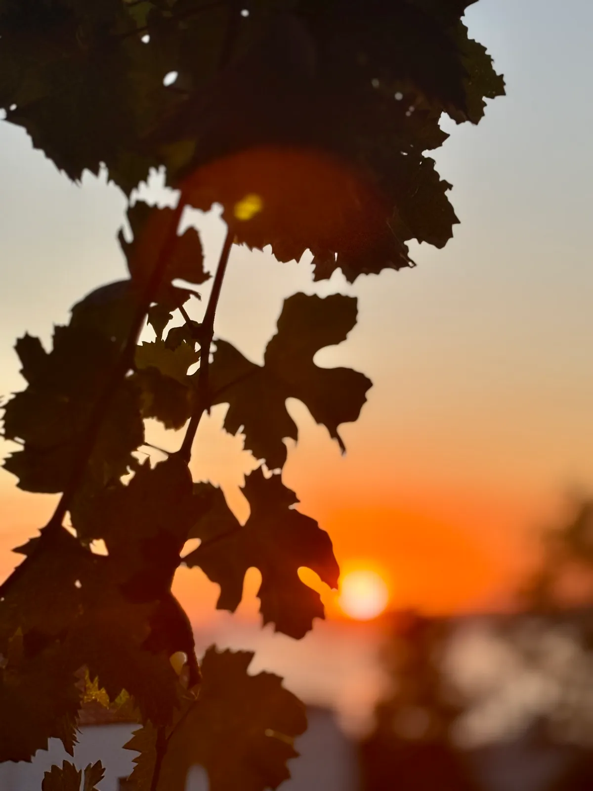 Wine vineyards and picturesque coastal views around Skywine, an activity area in Crete, Greece.
