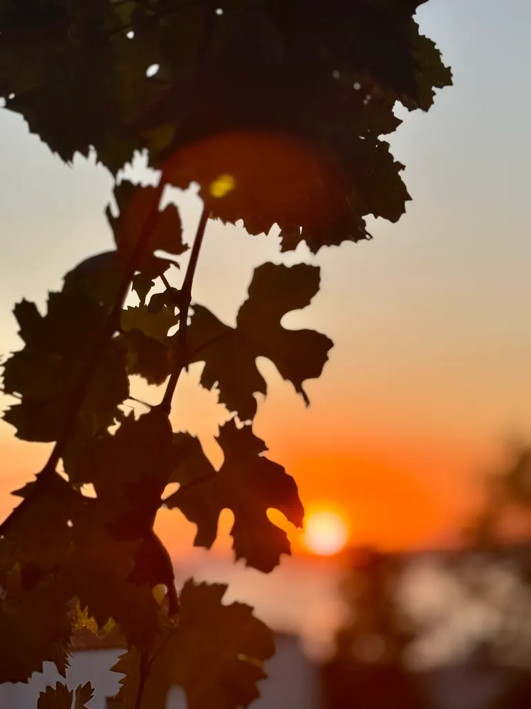 Wine vineyards and picturesque coastal views around Skywine, an activity area in Crete, Greece.