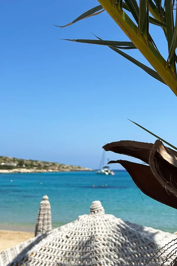Marathi beach palms view